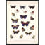 Frederick Du Cane - Single Picture Frame Print