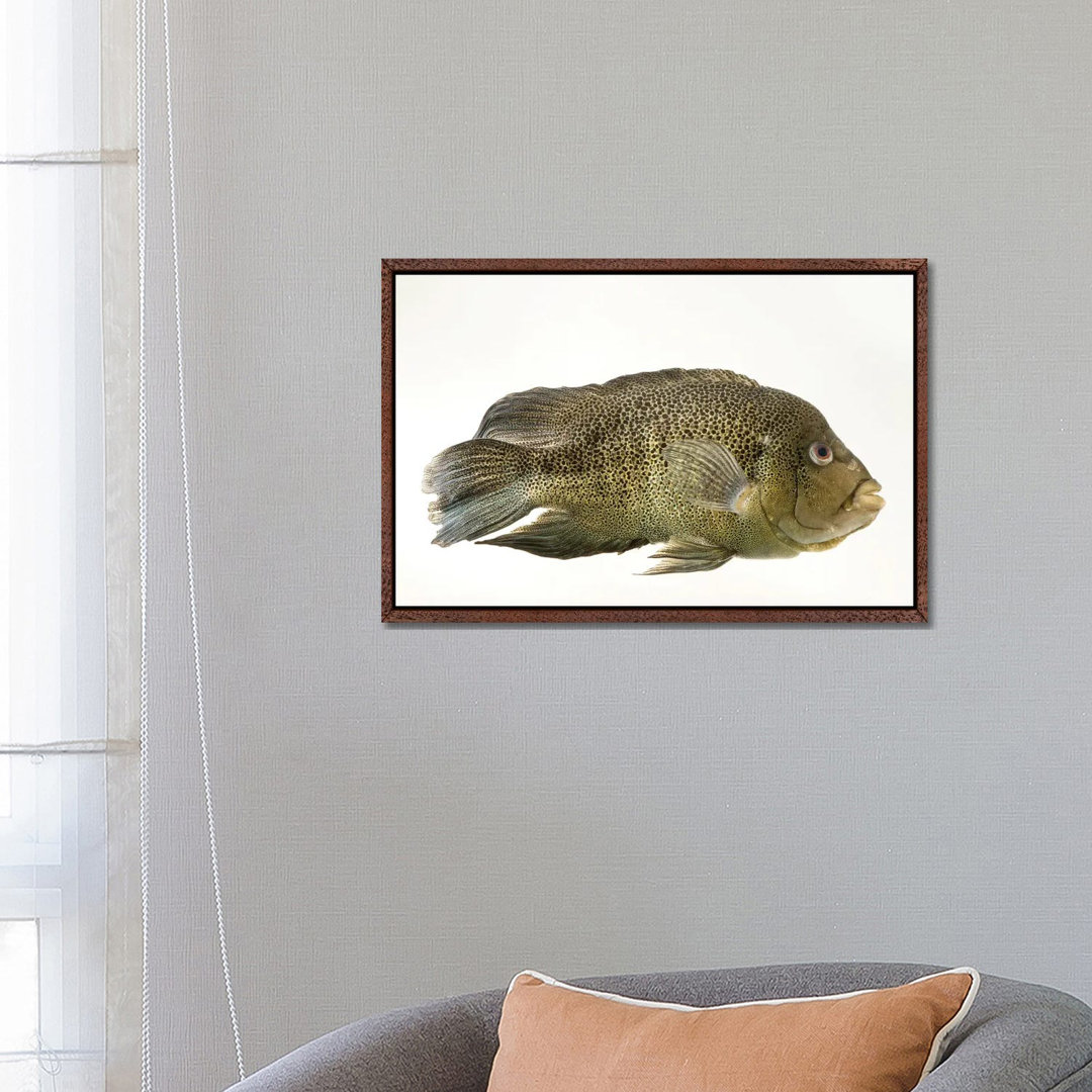 A Sinaloan Cichlid At The Arizona Sonora Desert Museum von Joel Sartore - Galerie-verpackte Leinwand Giclée auf Leinwand