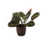 Live Red Prayer Plant in Classic Pot-72624926