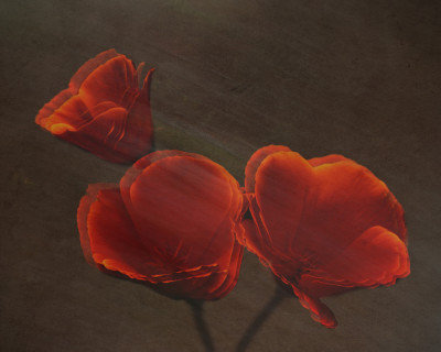 Wrapped Canvas Print, 60.96 cm H x 91.44 cm W