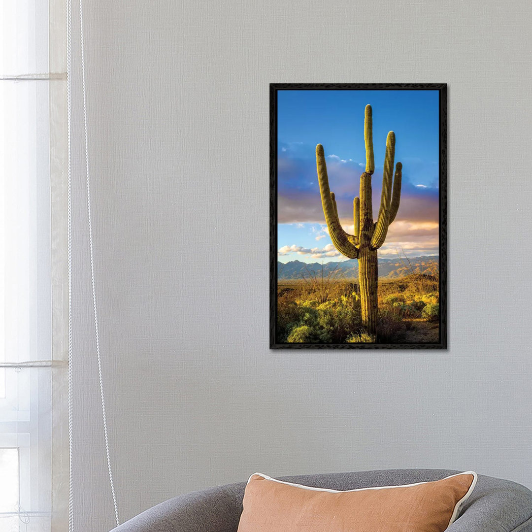 Sonnenuntergang Saguaro National Park Ost III von Susanne Kremer - Galerie-verpackte Leinwand Giclée auf Leinwand