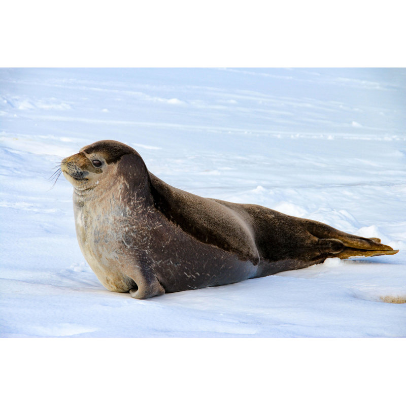 Phoque de Weddell en Antarctique, H 8 po x l 12 po