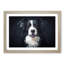 Border Collie Dog in Abstract - Picture Frame Painting Print-55679195-55679197