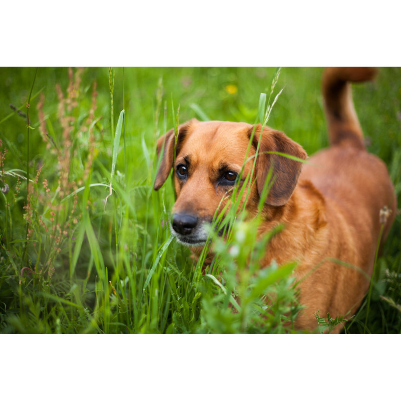 Dog by Dkolsek - Wrapped Canvas Print, 20cm H x 30cm W