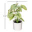 11.5 Plante-94734882