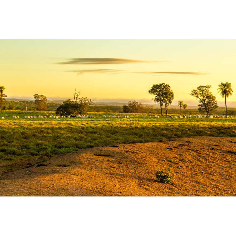 Pantanal Landscape in Brazil by Filipefrazao, 8" H x 12" W