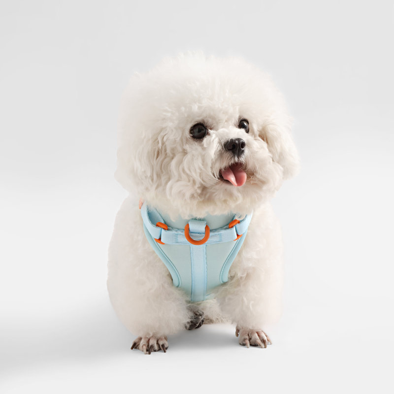 Harnais pour animal de compagnie Arlo, Extra Small, Bleu clair