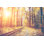 Chemin de fer d'automne par Aleksle