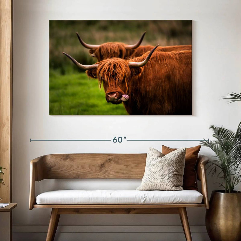 Fluffy Highland Cows, H 32 po x l 48 po