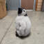 Statue de bébé pingouin