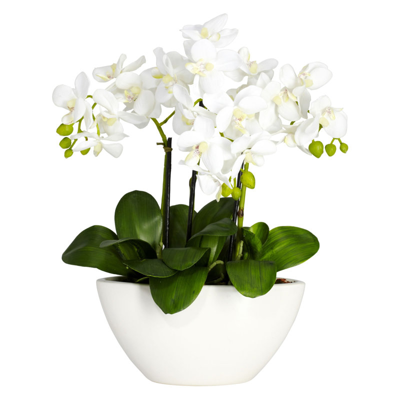 Phalaenopsis Silk Arrangement with Vase