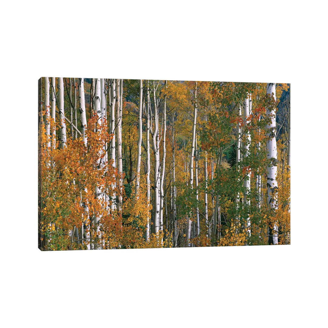 Quaking Aspen Trees In Fall Colours, Lost Lake, Gunnison National Forest, Colorado by Tim Fitzharris - Wrapped Canvas Print