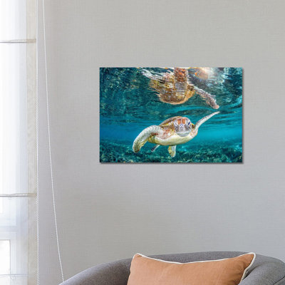 " Turtle Wink " by Jordan Robins