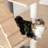 Chabeli 63.8 " H Cat Scratching Post-787977294