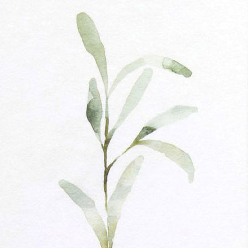 Ensemble de deux feuilles d'olivier, impression encadrée blanche