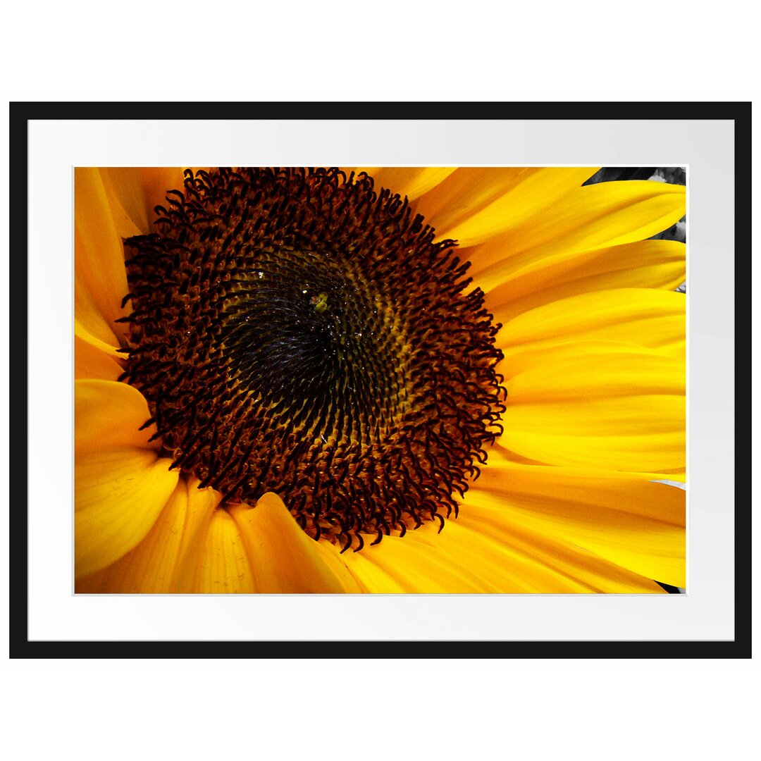 Große anmutige Sonnenblume Gerahmte Fotokunstdruck Poster