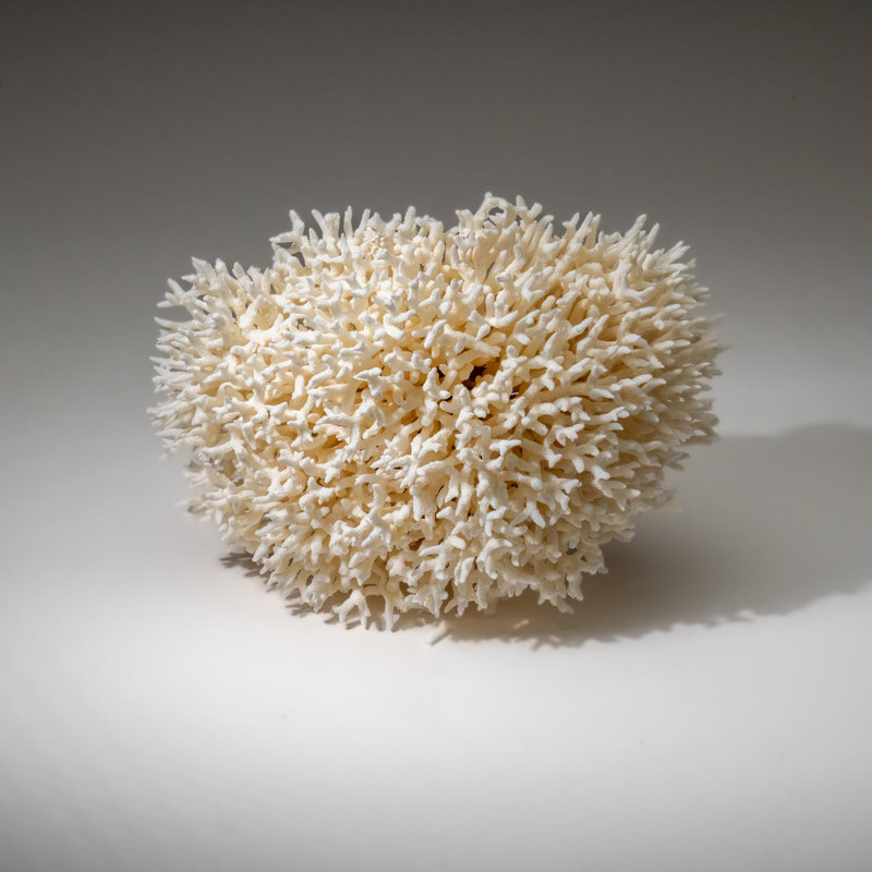 Véritable nid d'oiseau corail (3,5 lb)