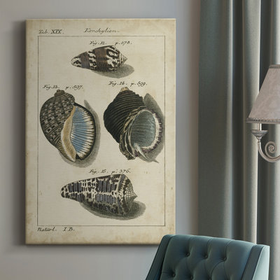 Vintage Shell Study III " Vintage Shell Study III " Painting Print