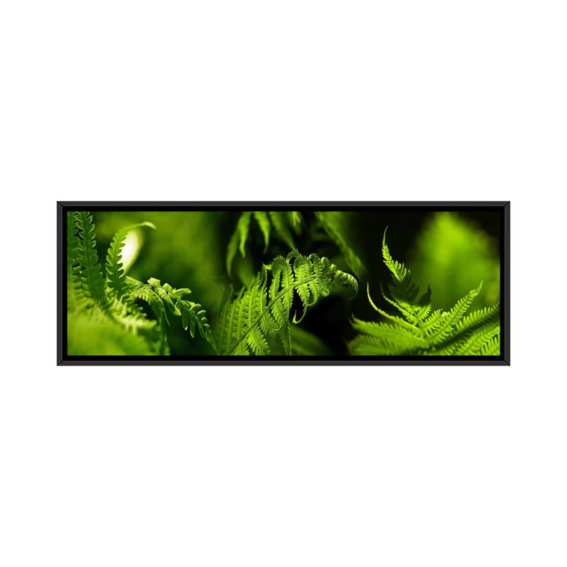 Fougère, reproduction de photo panoramique sur toile non encadrée, H 12 po x l 36 po x P 1,5 po, Toile avec cadre noir