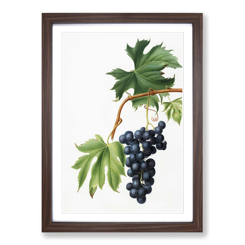 Brachetto Grapes by Giorgio Gallesio - Picture Frame Painting Print, Walnut Framed, 65cm H x 48cm W x 2cm D