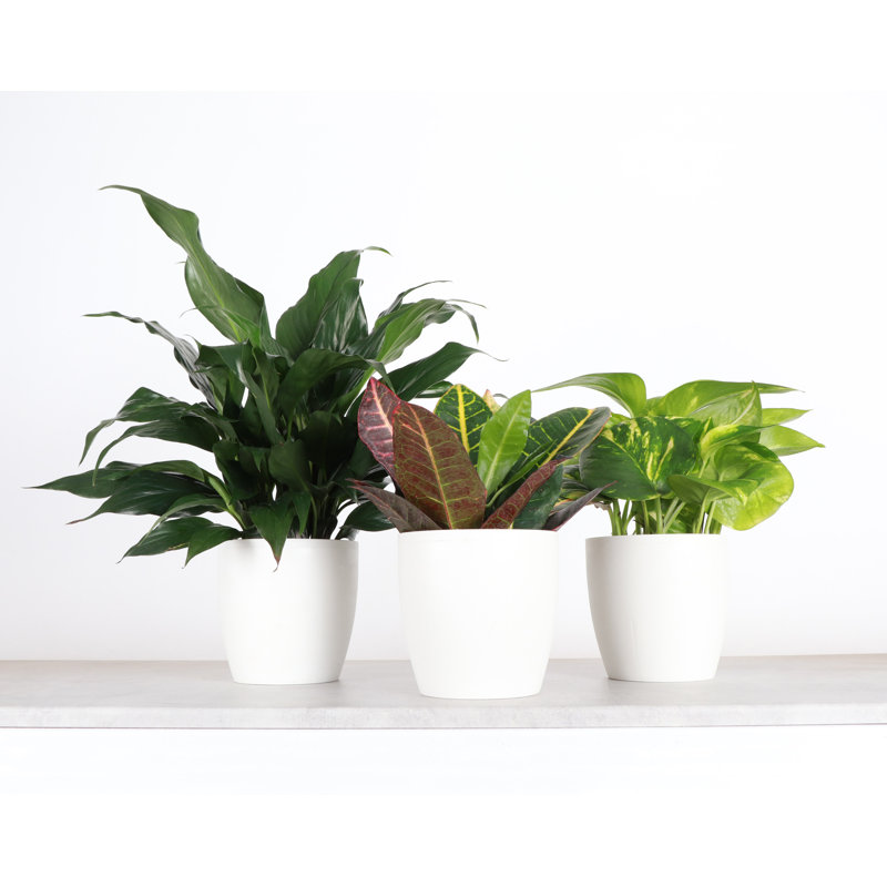 Plant in Pot, White