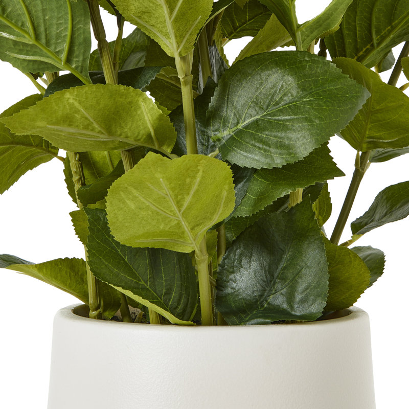 Hydrangea Arrangement in Pot, 64cm H x 50cm W x 50cm D
