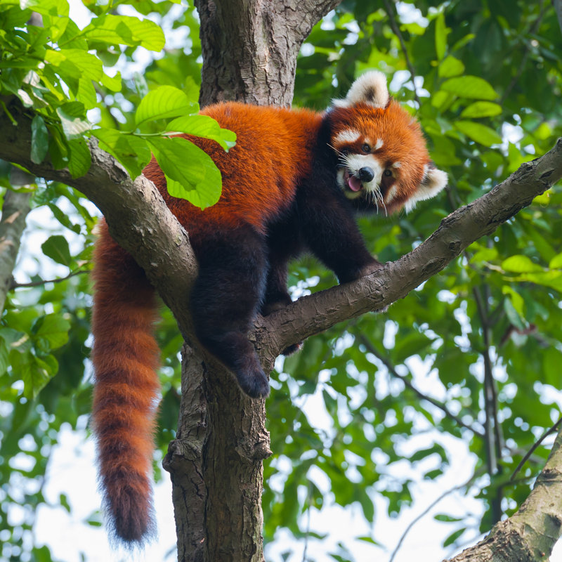 Red Panda In Tree - Wrapped Canvas Print, 91cm H x 91cm W x 3.8cm D