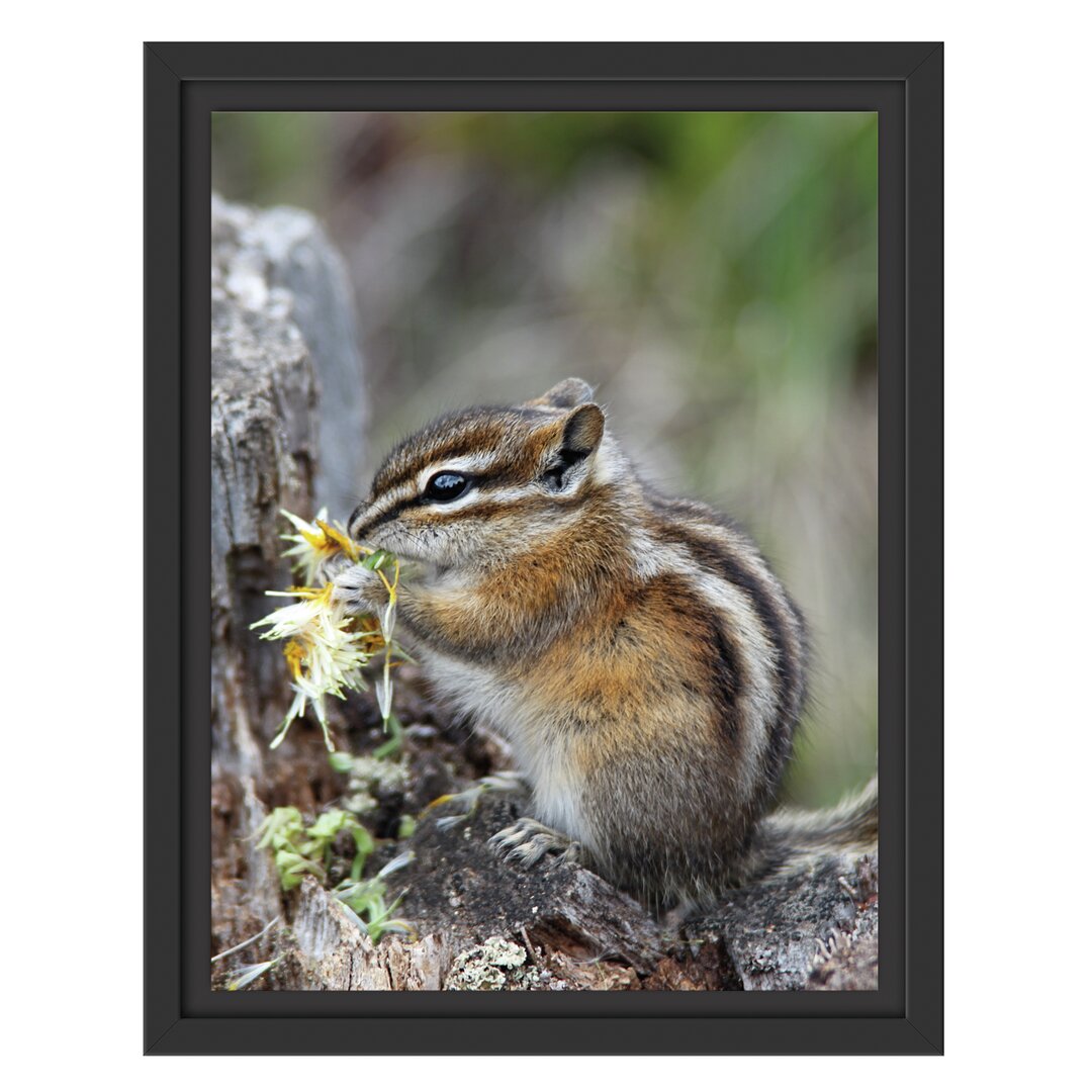 Gerahmtes Wandbild Streifenhörnchen beim Fressen