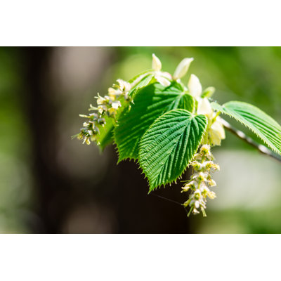 " European Hornbeam "