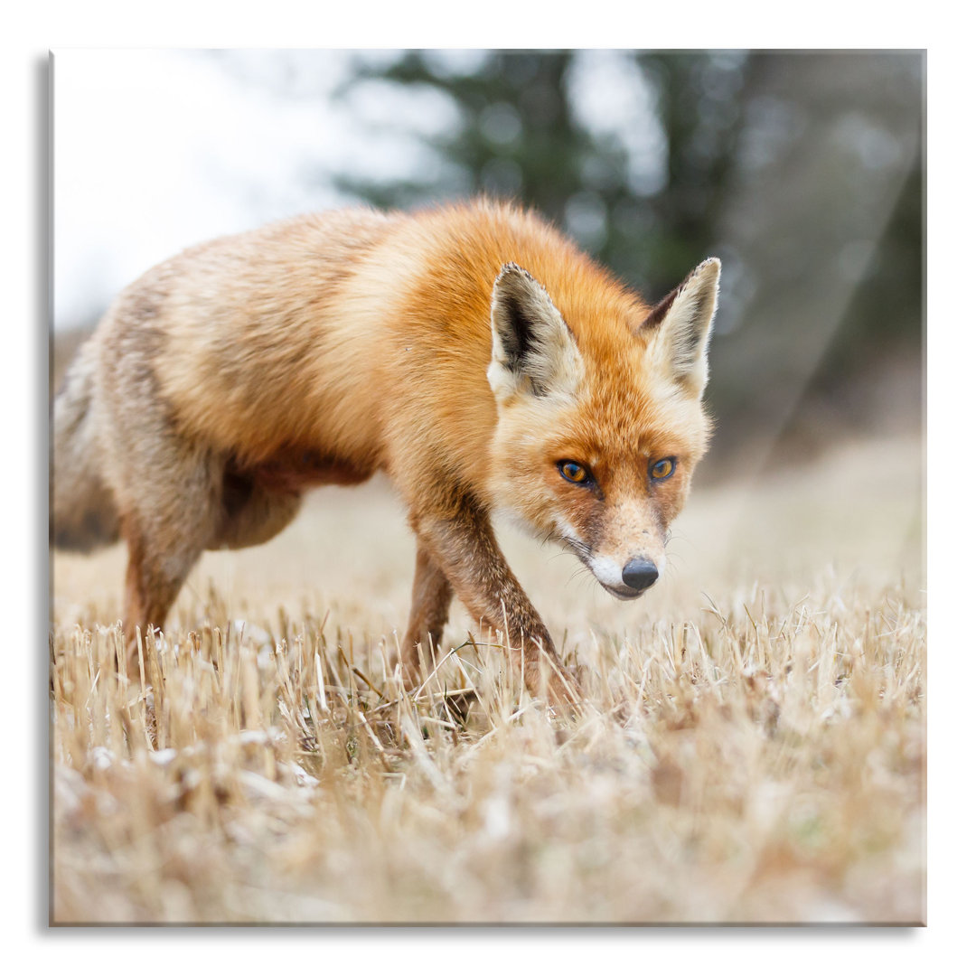 Glasbild Wunderschöner Fuchs