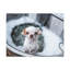 «Cute Chihuahua Bathee», art mural sur toile
