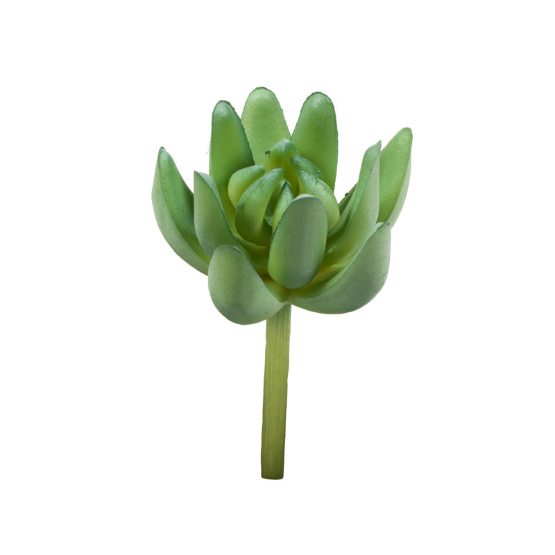 Tige de plante grasse