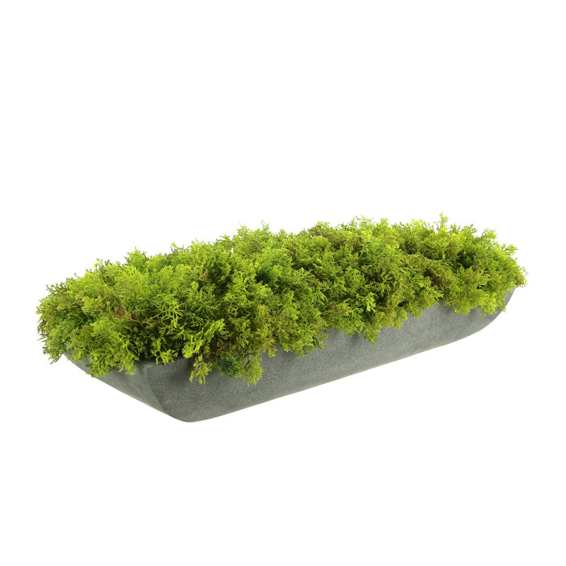 Moss 6" Artificial in Fiberstone Planter, Gray, 6"H x 22"W x 7"D