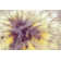 Beauty Dandelion by KulikovaN - Wrapped Canvas Print