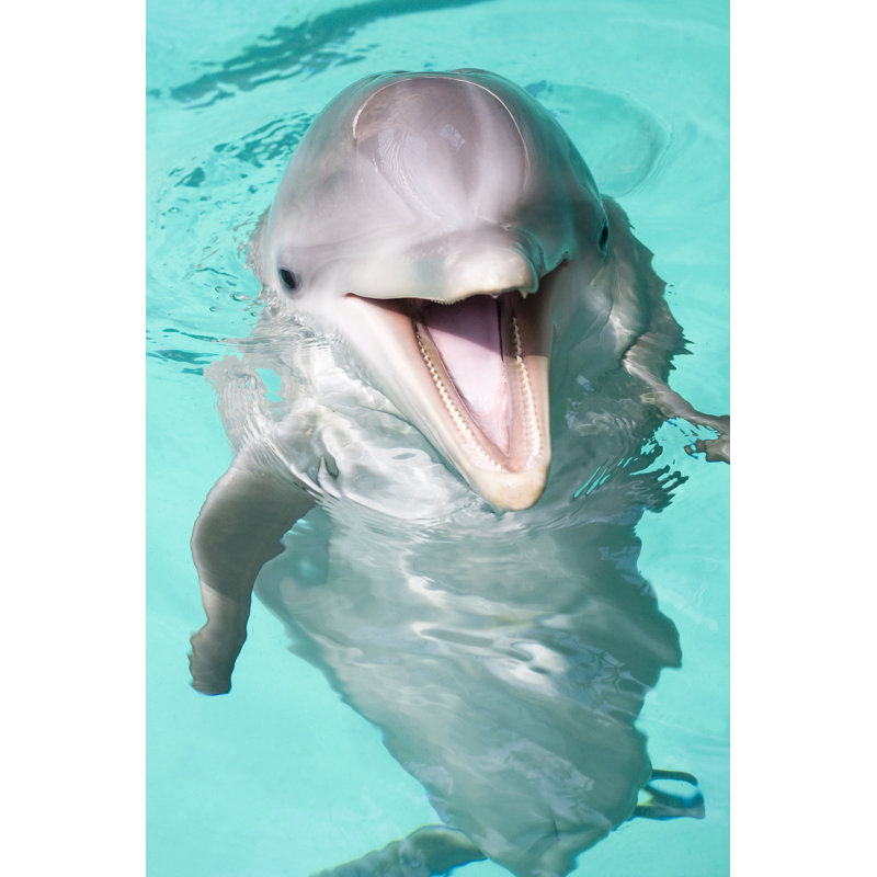 Happy Bottlenose Dolphin - Wrapped Canvas Print, 91cm H x 61cm W x 3.8cm D