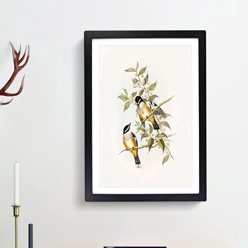 Buff-Sided Robins by Elizabeth Gould - Picture Frame Art Print, 36cm H x 27cm W x 2cm D, Black Framed