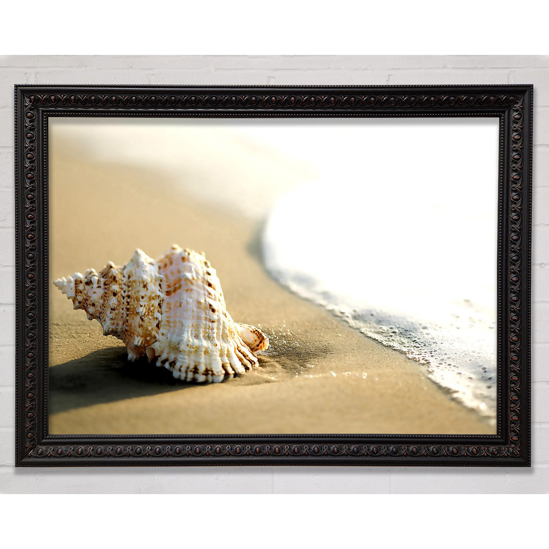 Gerahmtes Leinwandbild Whelk Shell On The Beach 2