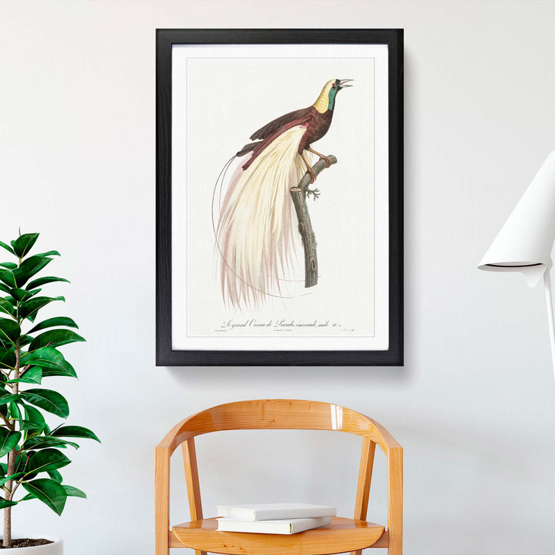 Emperor Bird of Paradise by Jacques Barraband - Picture Frame Painting Print, Black Framed, 65cm H x 48cm W x 2cm D