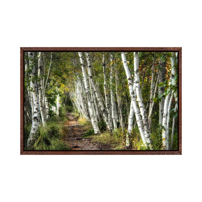 A Walk Through The Birch Trees by Danny Head - Print on Canvas, Classic Wood Framed, Classic Wood Framed