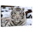 Brampt Glorious White Tiger-107707819