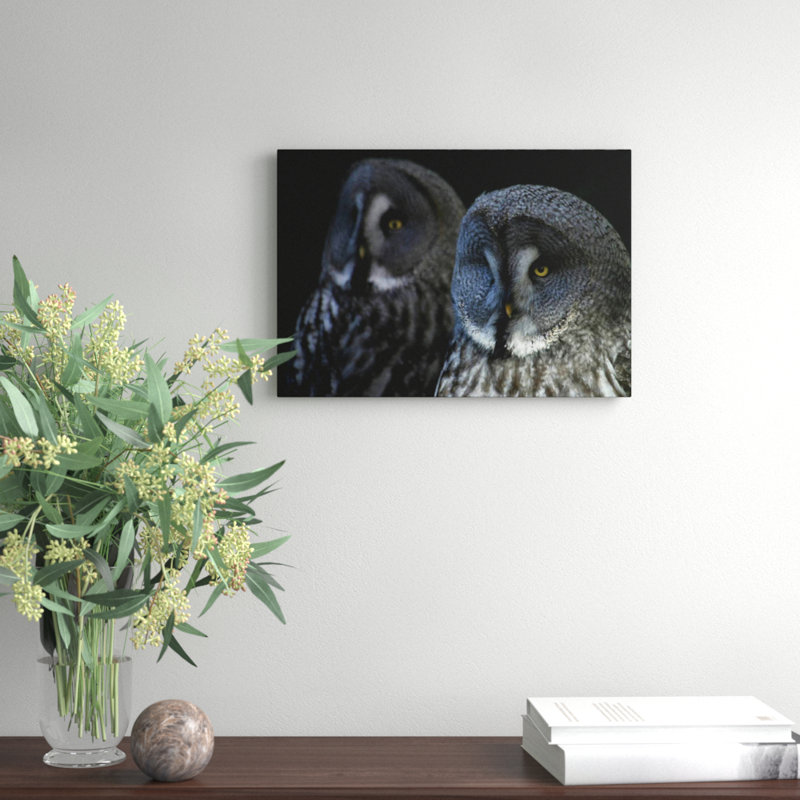 Dark Grey Owls Birds Photographic - Wrapped Canvas, 35cm H x 50cm W