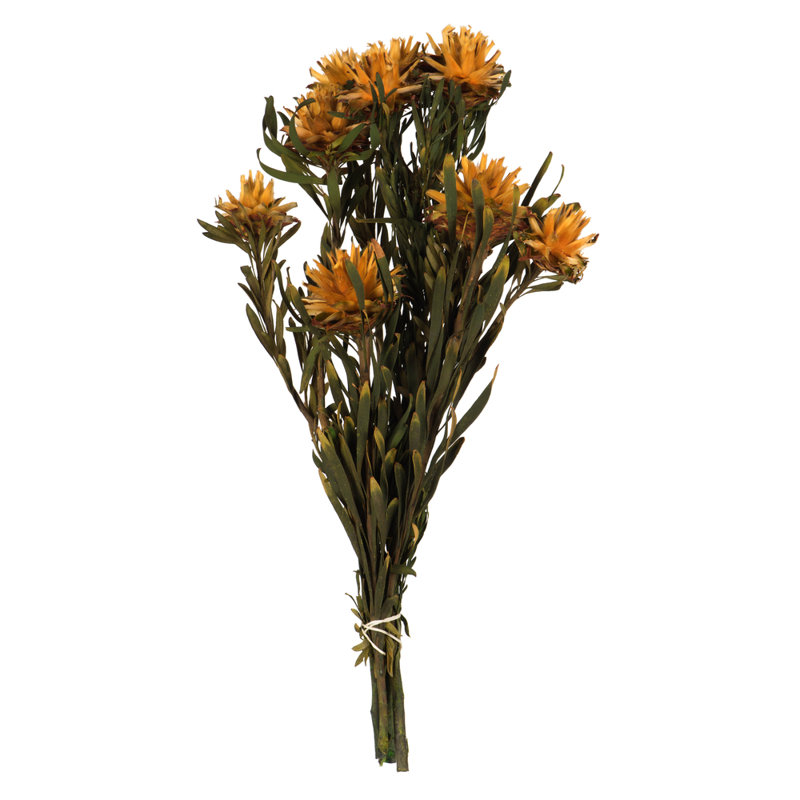 Plumosum Arrangement, Autumn
