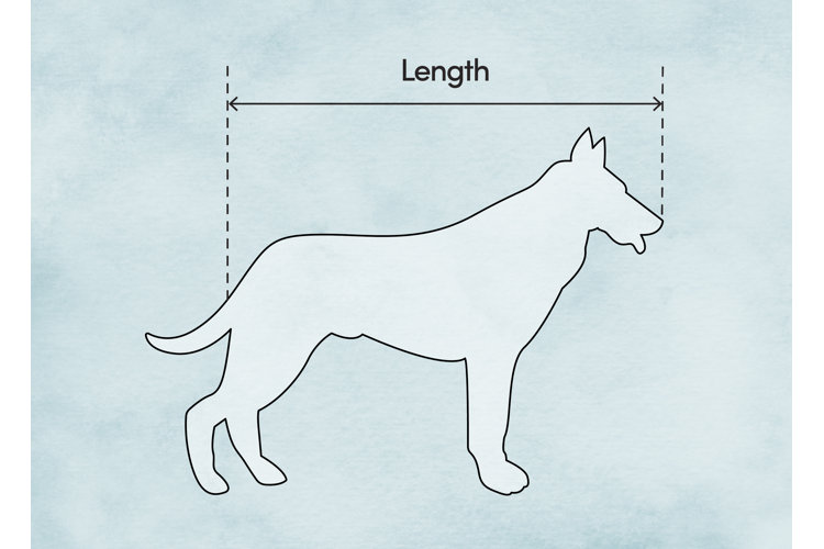 how to find the length of your dog