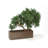 18'' Faux Bonsai Tree in Earthenware Pot