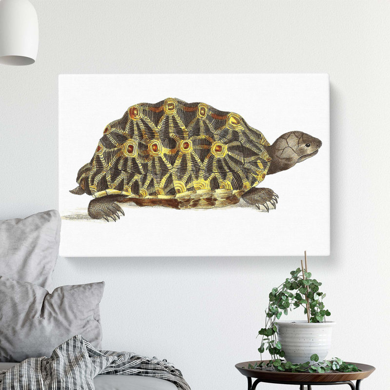 Tortoise - Wrapped Canvas Painting, 35 cm H x 50 cm W