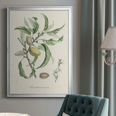 " Antique Almond Botanical IV "