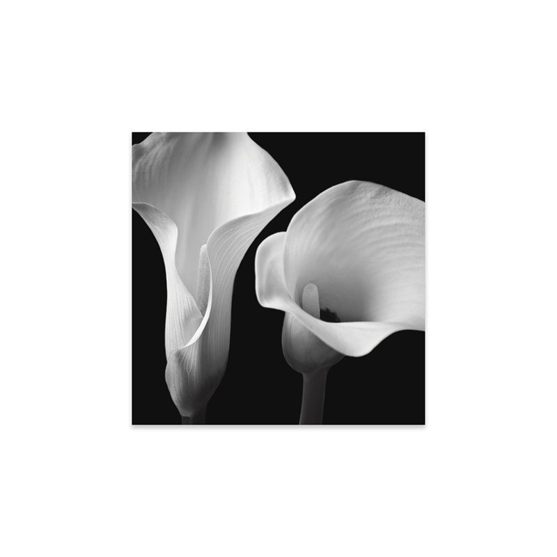 Softness II Print On Acrylic Glass