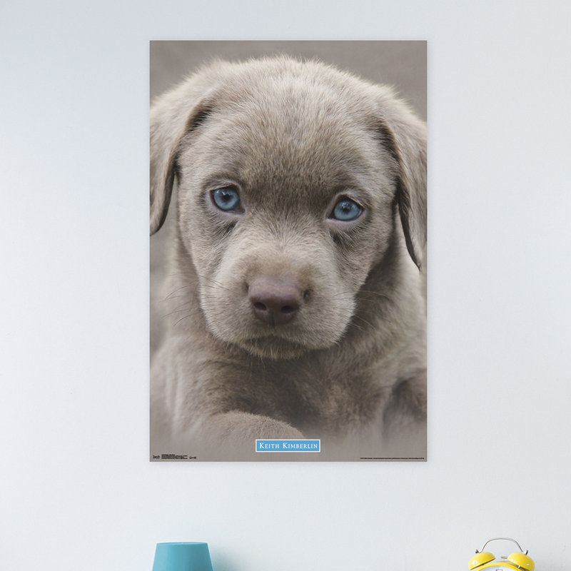 Chiot-impression sur papier blue eyes
