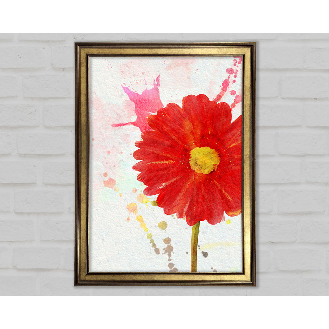 Gerbera Splash Gerahmter Druck