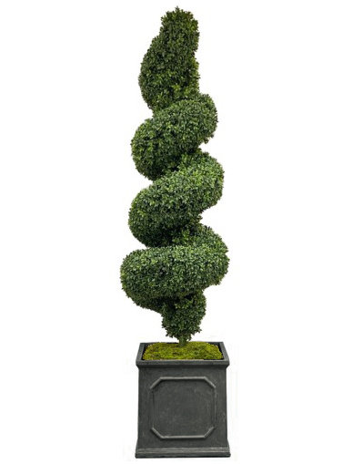 SPIRAL BOXWOOD IN A PLANTER